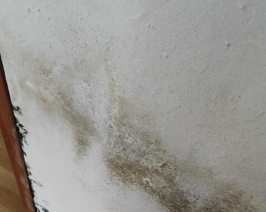 Problème de moisissure dans la salle de bain Mon batiment