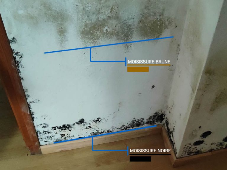 Moisissure sur les murs Le guide Mon batiment — free download