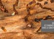 Ennemis du bois de construction : Le guide
