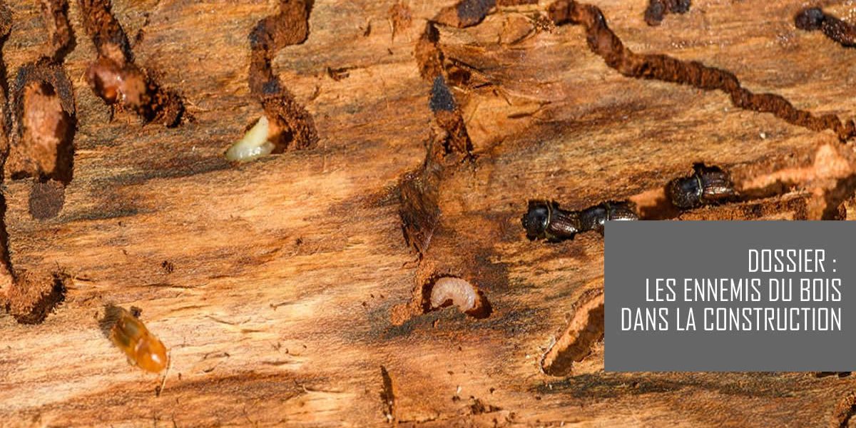 Ennemis du bois de construction : Le guide