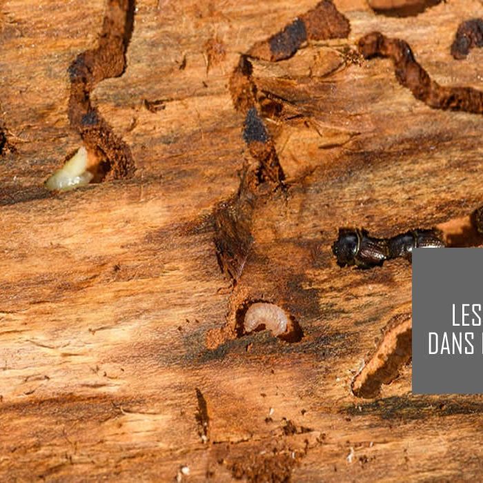 Ennemis du bois de construction : Le guide Ennemis du bois de construction : Le guide