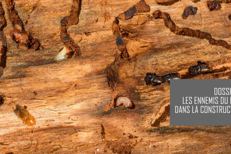Ennemis du bois de construction : Le guide